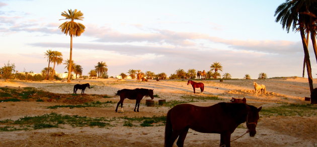 Desert sunset for Camels and Horses