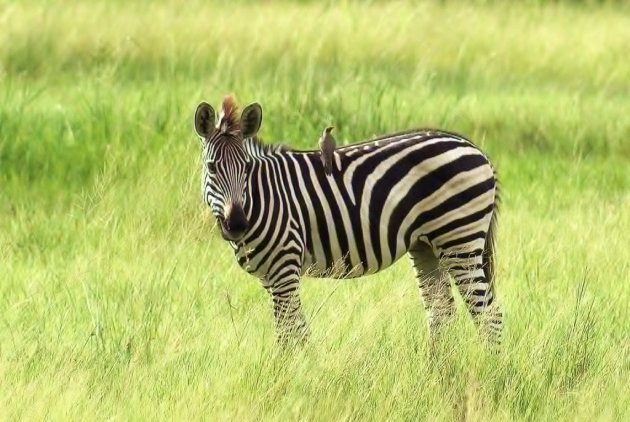 Burchell's Zebra