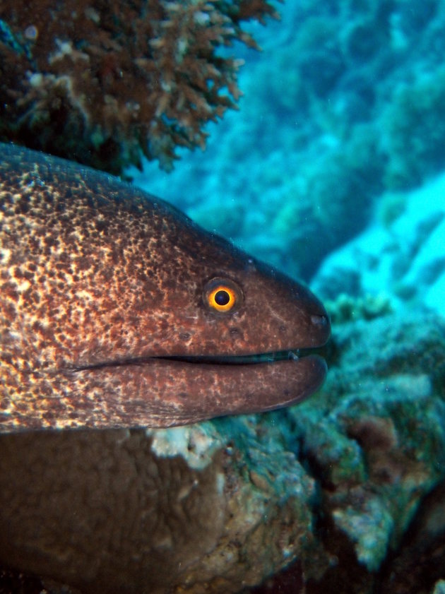 Yellow Edged Moray