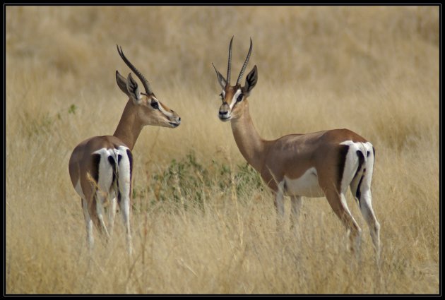 Grant's Gazelles