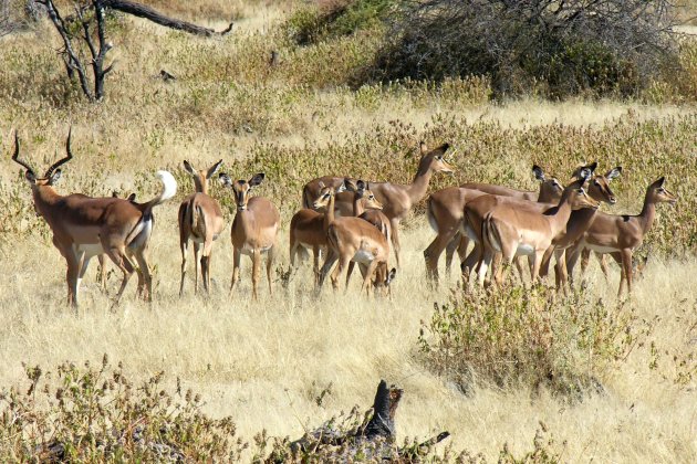 impala's