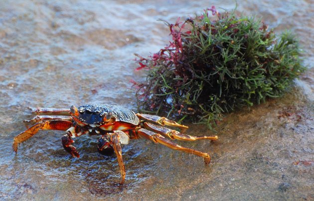 Eigenwijze krab