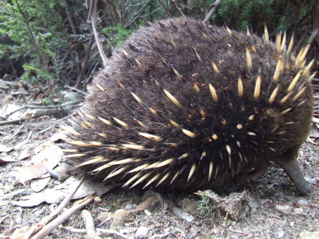 Echidna