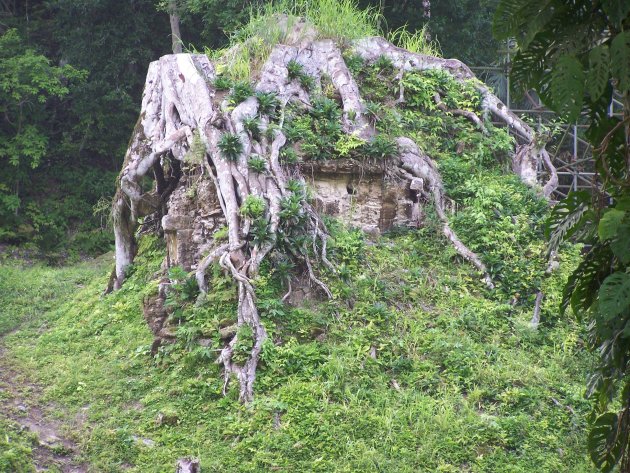 Overwoekerde ruïne bij Tikal