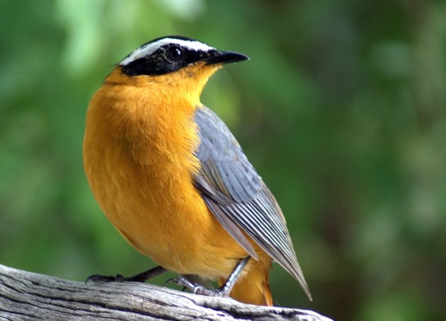 Heuglin's Robin