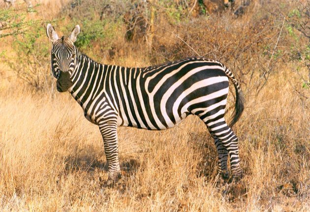 zebra...