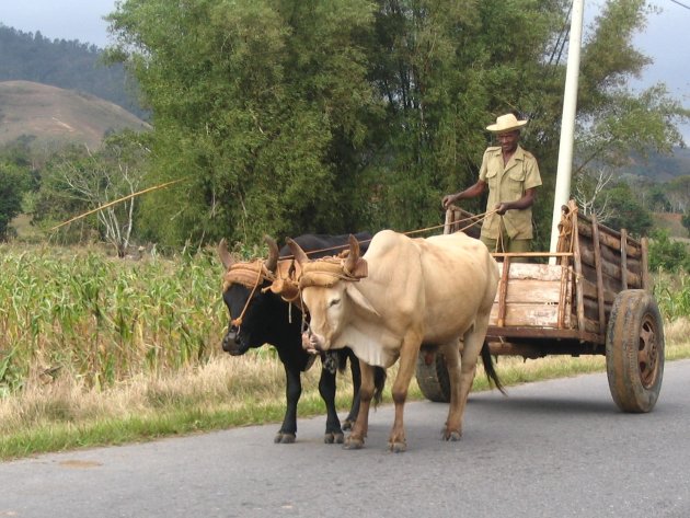 Man met paard en wagen