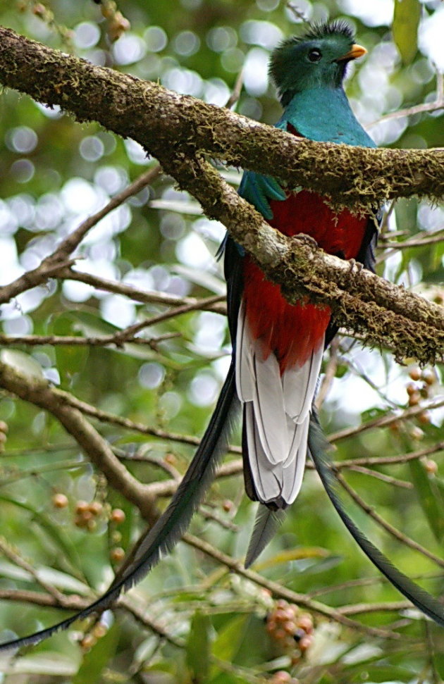 Quetzal