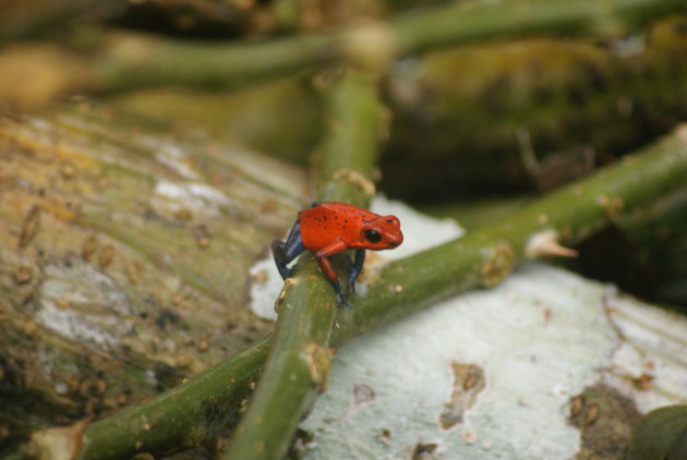 Blue jeans frog