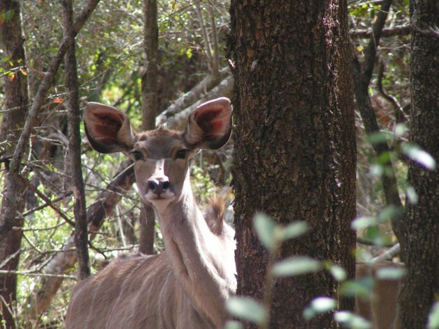 Kudu