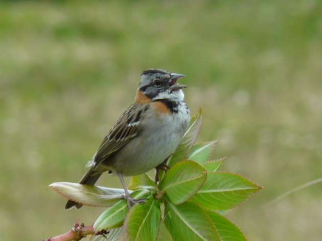 Sparrow