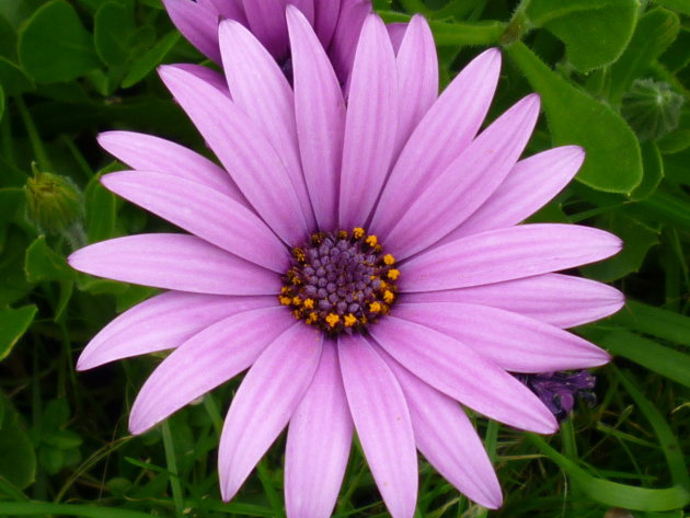 Purple flower