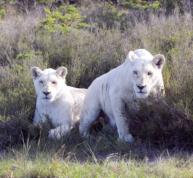 witte leeuwen