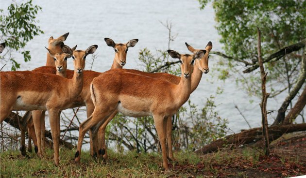 Impala's