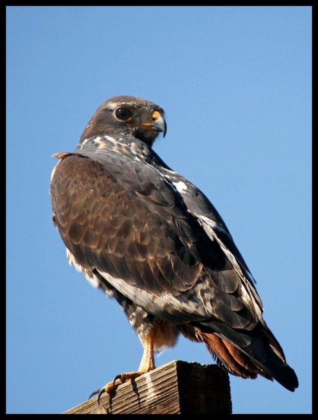 Afrikaanse Roodstaartbuizerd