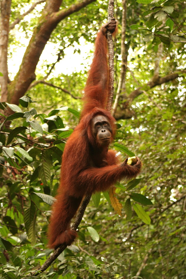 hanging in the tree