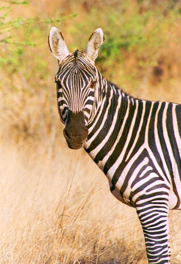 zebra2