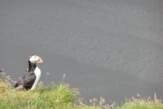 Puffin