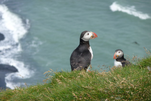 Puffins