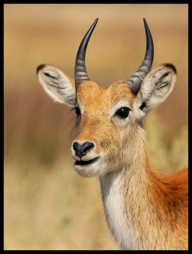 Lechwe