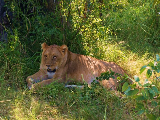 Lion walk