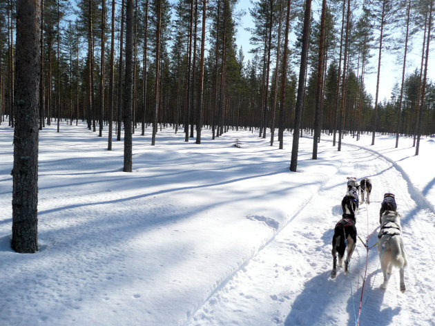 Sledehondentocht door Finland