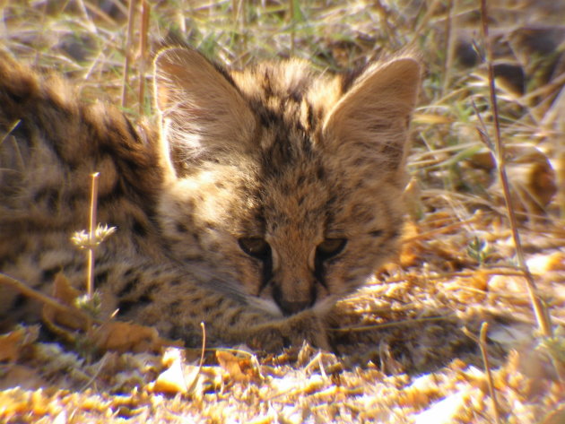 Serval jong - heel bijzonder!