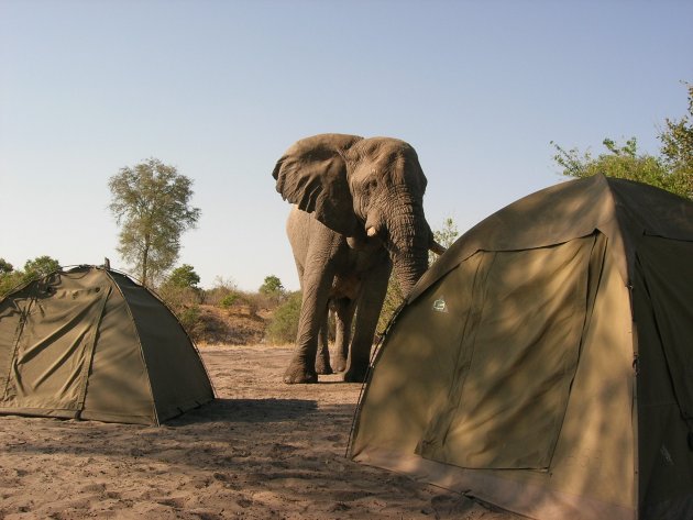 Olifant op bezoek en twijfelt welke tent hij zal nemen