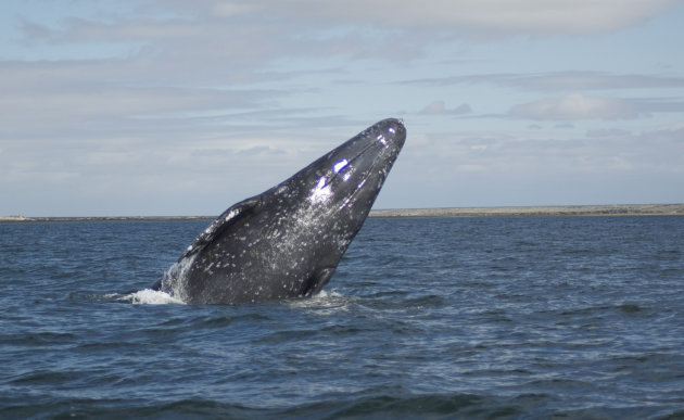 De sprong van een grijze walvis