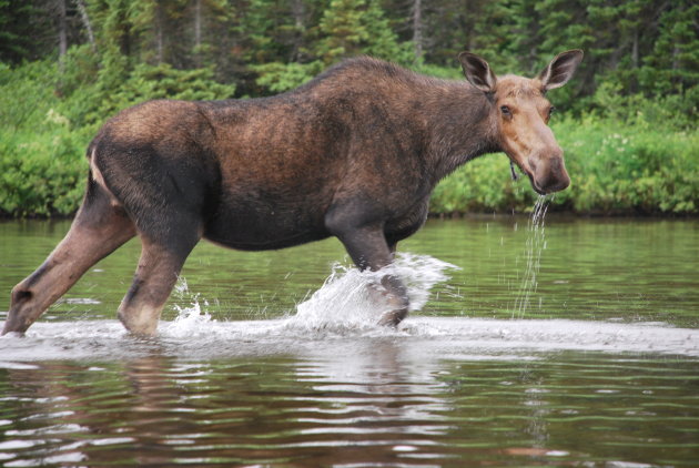 eland in canada