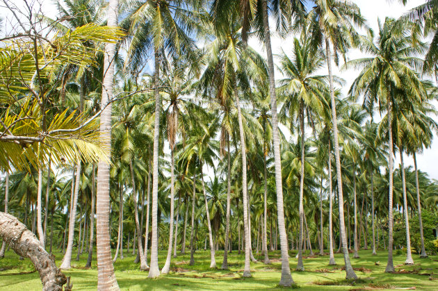 Coconut Plantation