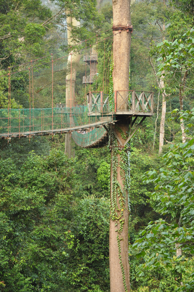 Canopy walk