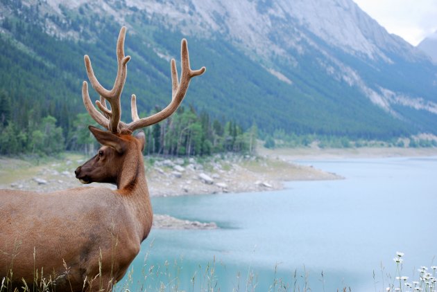 wapiti bij Medicine Lake