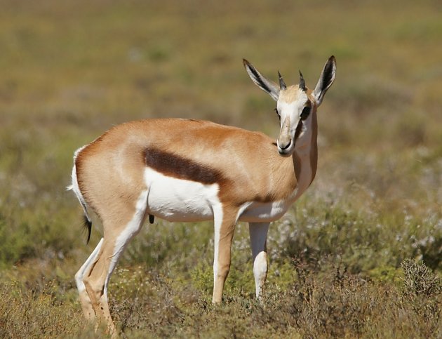 Springbok