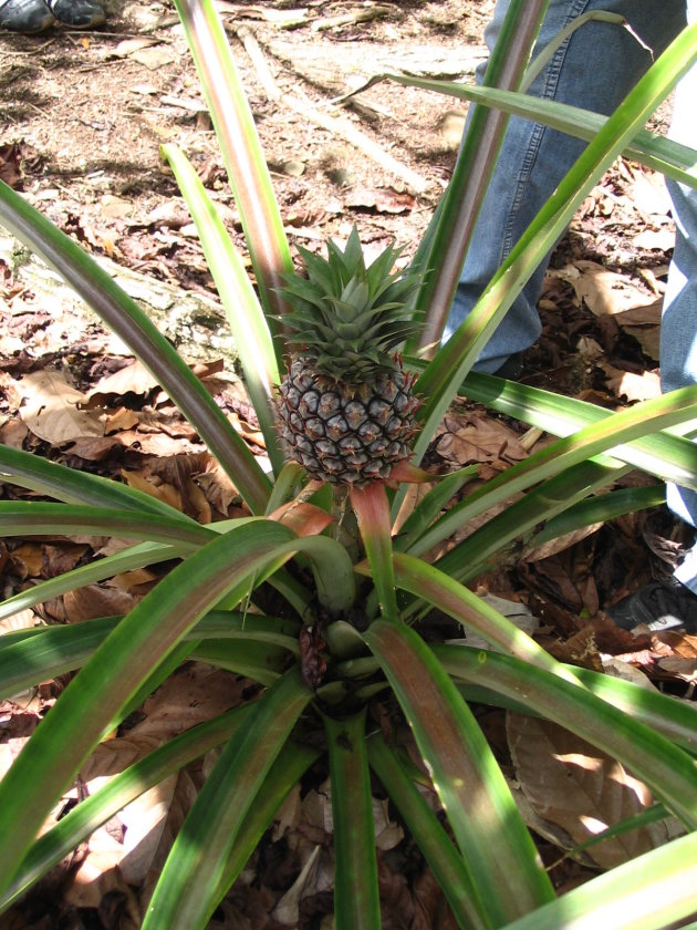 Ananas