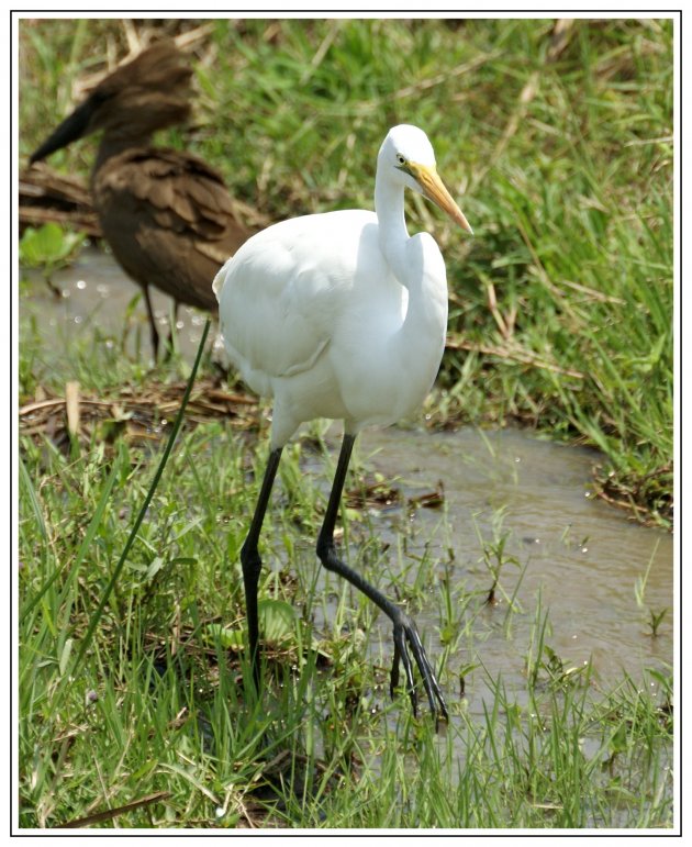 Zilverreiger