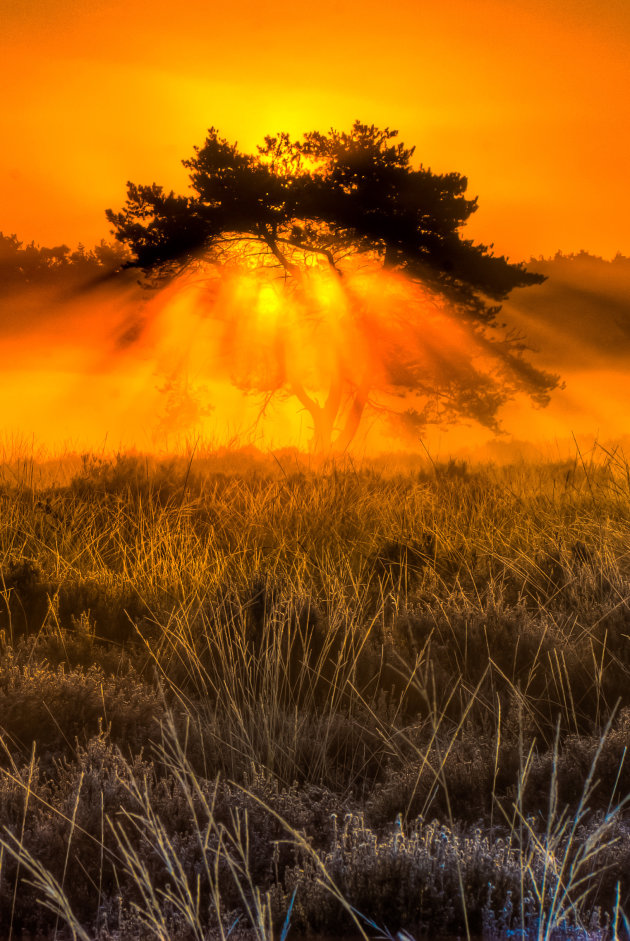 Burning bush in Kalmthout