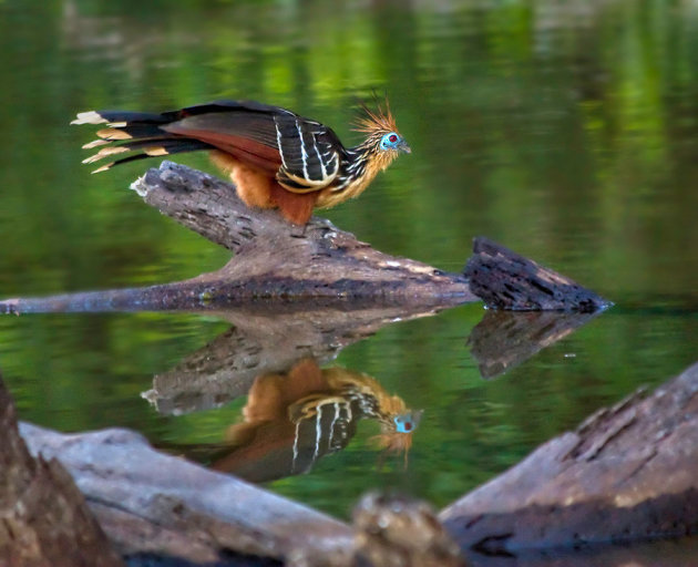 hoatzin