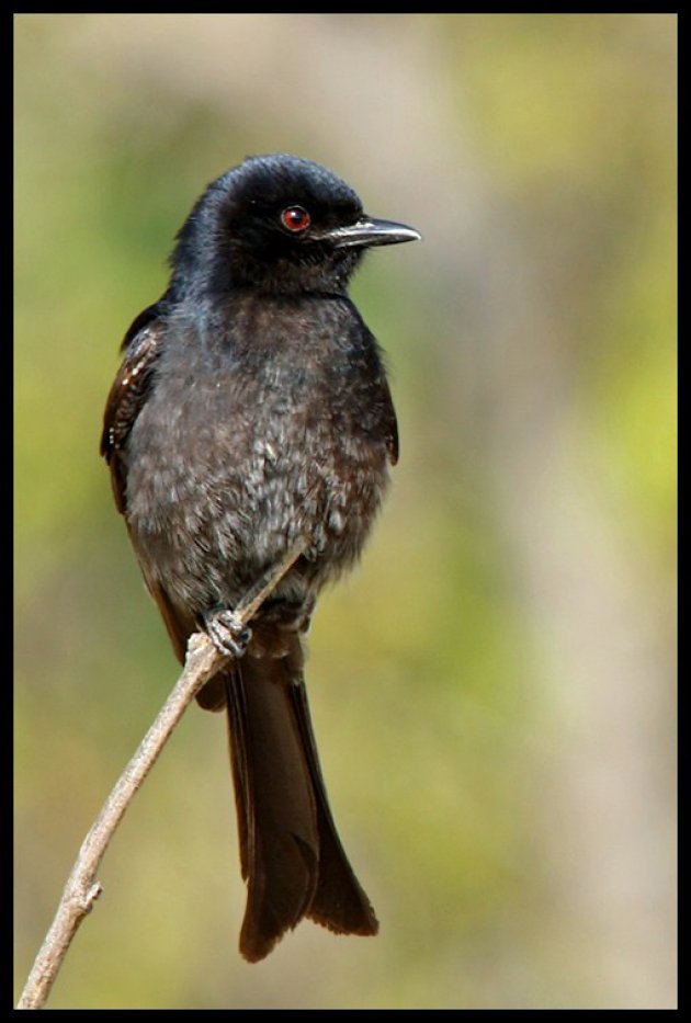 Fluweeldrongo