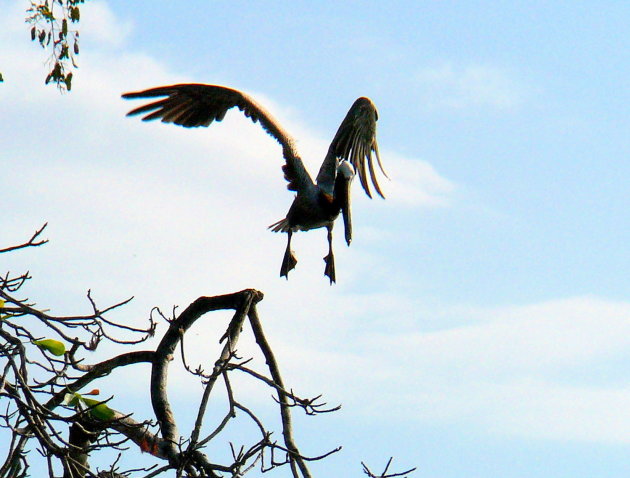 Landing ingezet.