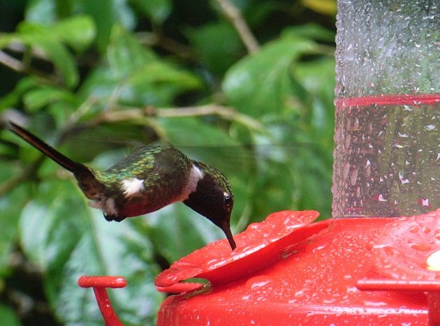 Kolibri in Monteverde