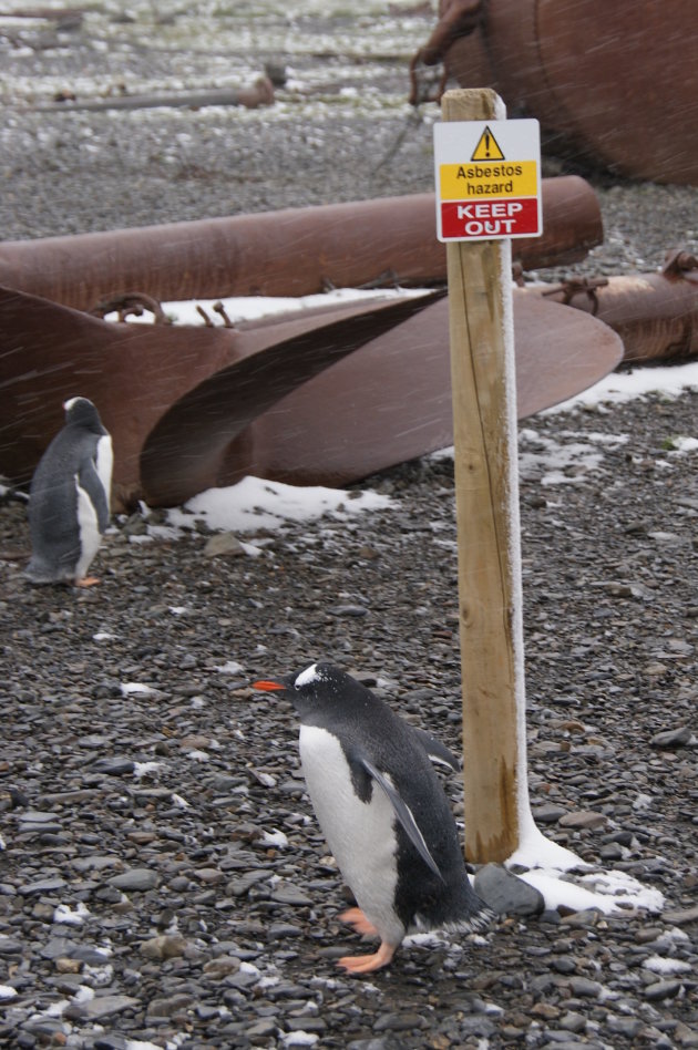 pinguin kunnen niet lezen