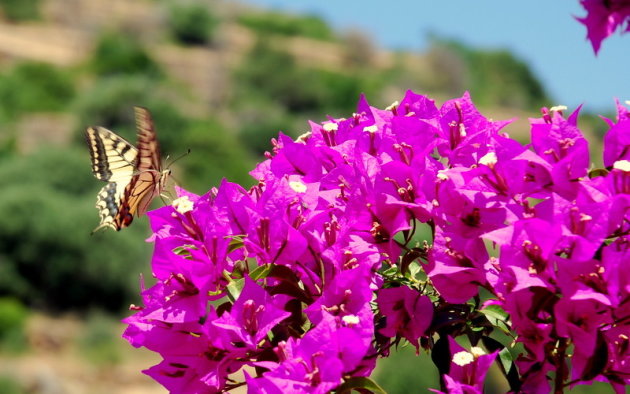 Genieten van de bougainville.