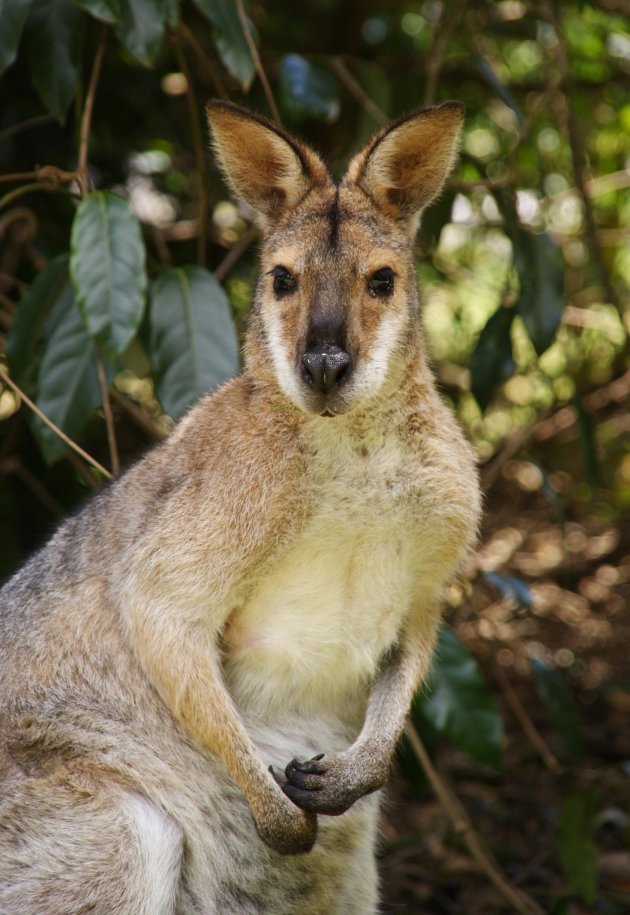 Walibi in Bunya Mountains