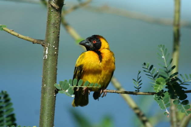 weaver op de uitkijk