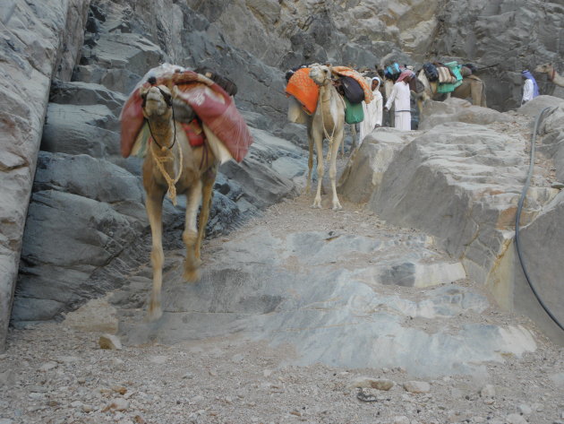 Jumping Camel