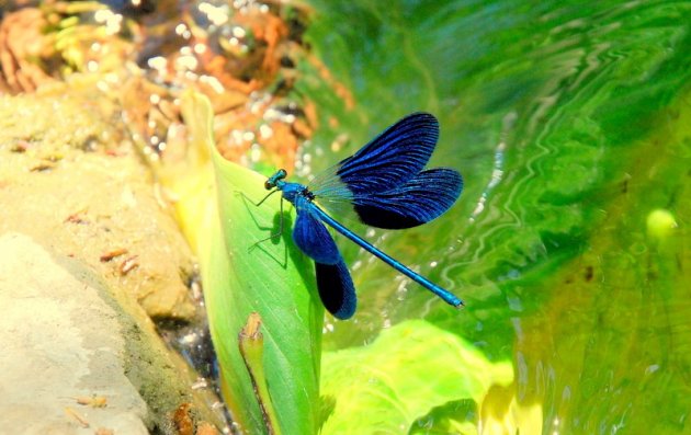 Libelle bij de bron vanPortokalia.