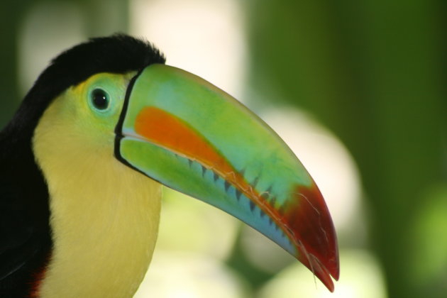 Toucan