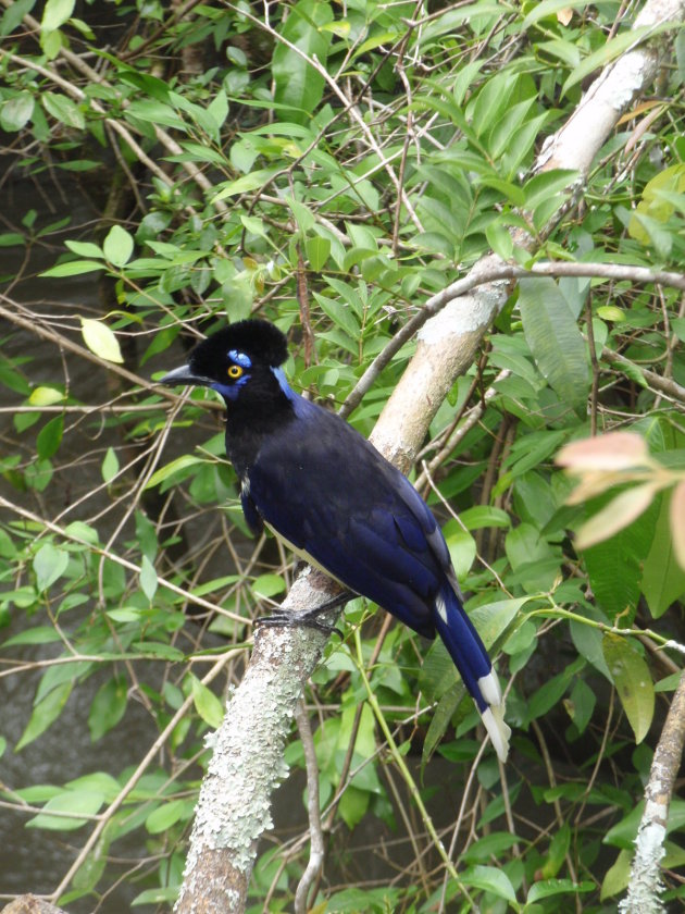 Braziliaanse vogeltje....geen idee wat voor een