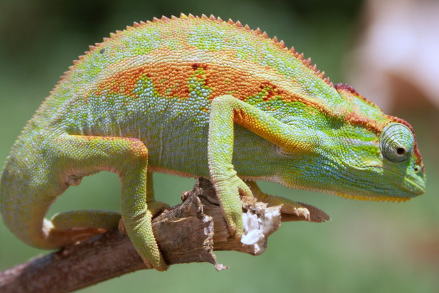 kameleon in de tuin